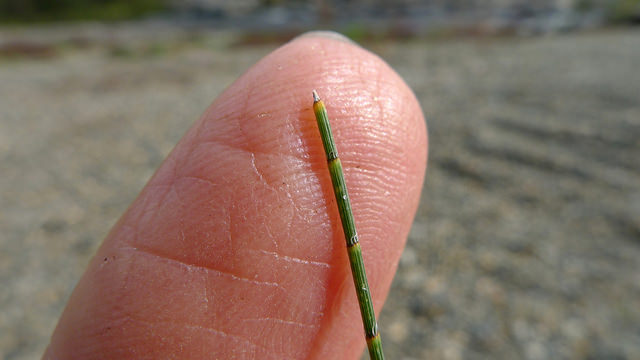 Casuarina cunninghamiana