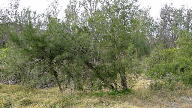Casuarina cunninghamiana