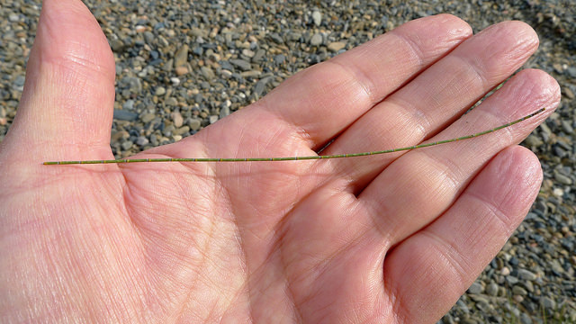 Casuarina cunninghamiana (Casuarina cunninghamiana)