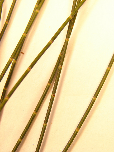 Casuarina glauca