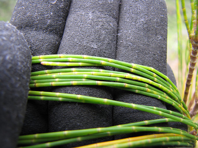 Casuarina glauca