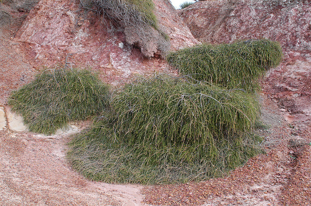 Casuarina glauca (Casuarina glauca)