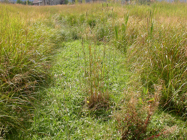 Canche aquatique (Catabrosa aquatica)