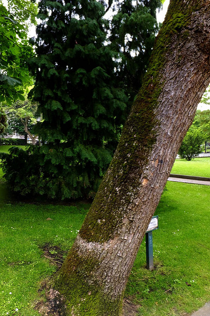 Catalpa commun