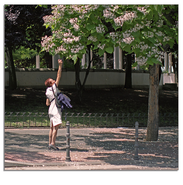 Catalpa commun