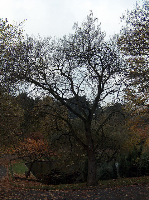 Catalpa commun