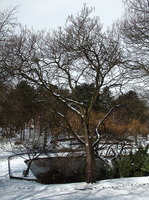 Catalpa commun