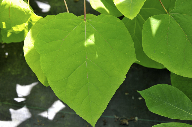Catalpa commun