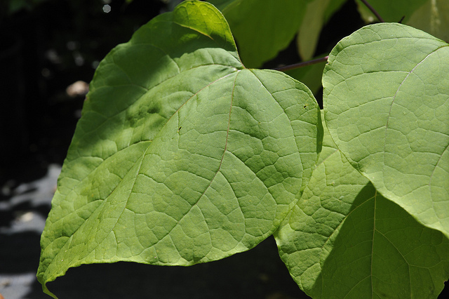 Catalpa commun (Catalpa bignonioides)