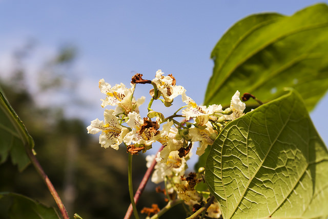 Catalpa de chine
