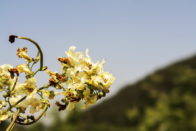 Catalpa de chine