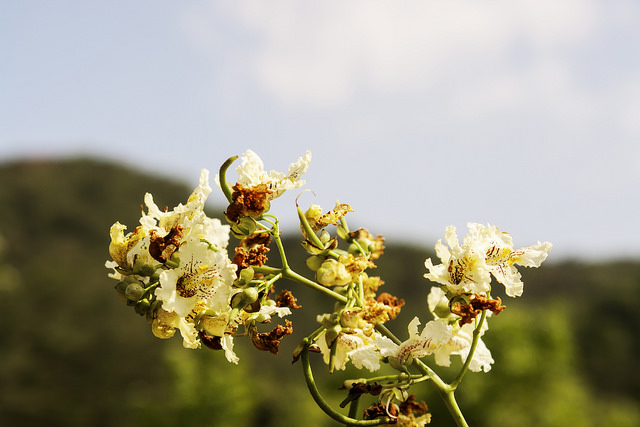 Catalpa de chine