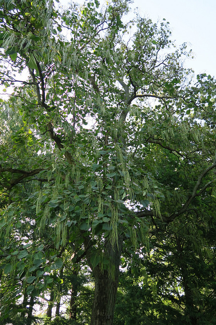 Catalpa de chine