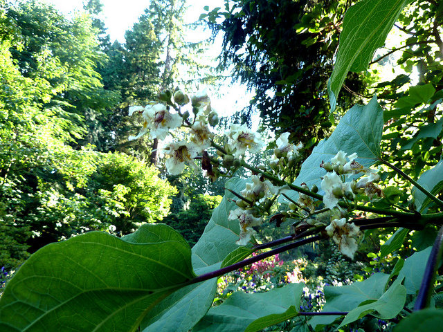 Catalpa de chine (Catalpa ovata)