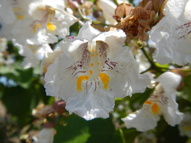 Bois chavanon (Catalpa speciosa)