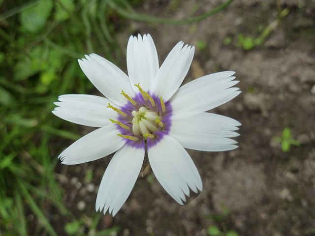 Catananche bleue (Catananche caerulea)