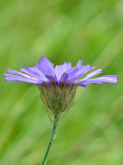 Catananche bleue