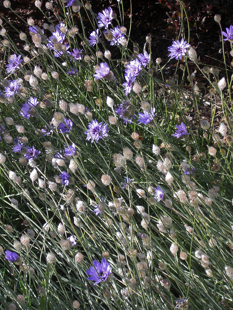 Catananche bleue