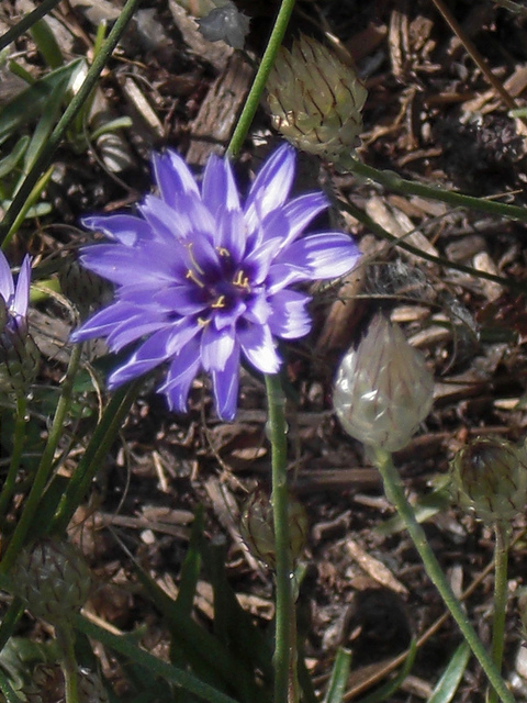 Catananche bleue