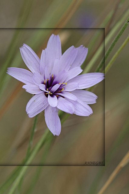 Catananche bleue