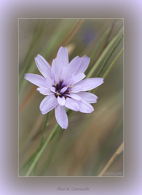 Catananche bleue