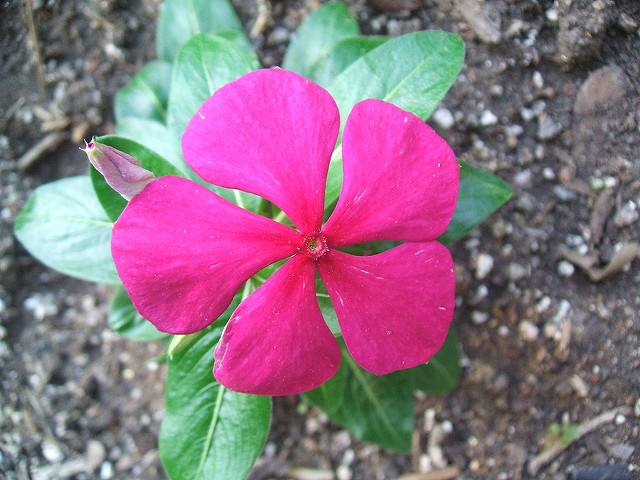 Pervenche de madagascar