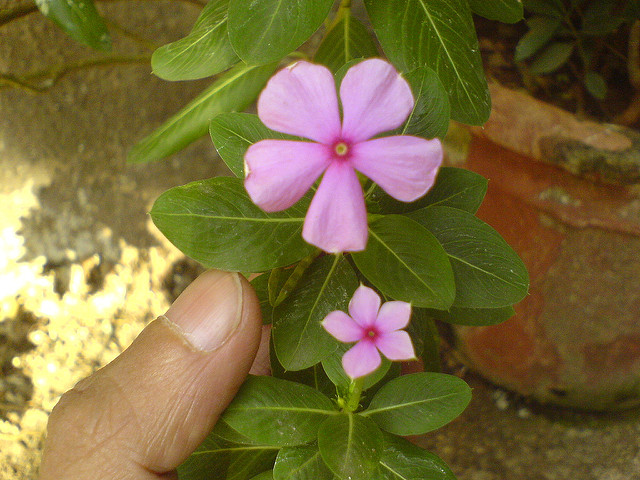 Pervenche de madagascar