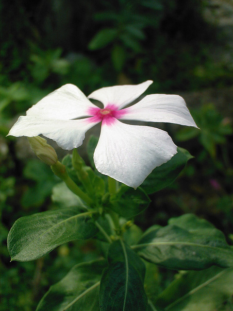 Pervenche de madagascar