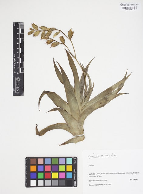 Catopsis nutans (Catopsis nutans)