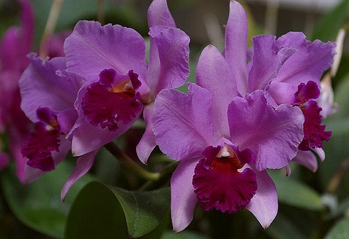 Cattleya amethystoglossa (Cattleya amethystoglossa)