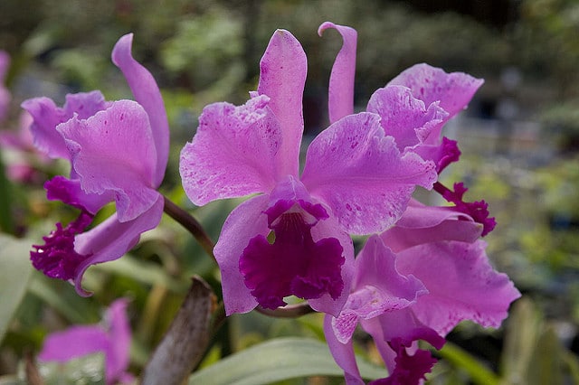 Cattleya amethystoglossa