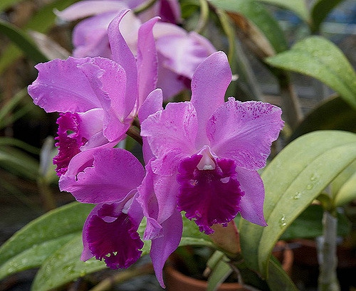 Cattleya amethystoglossa