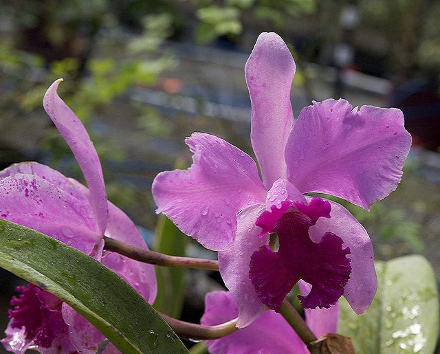 Cattleya amethystoglossa