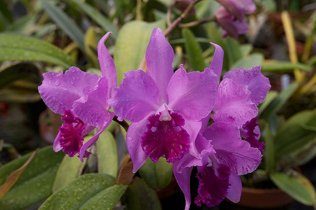 Cattleya amethystoglossa