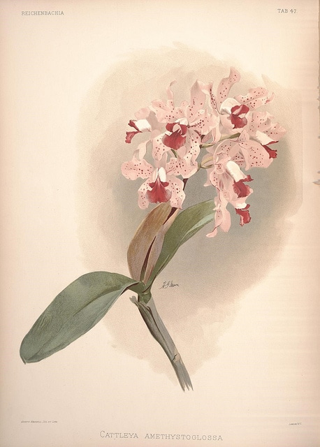 Cattleya amethystoglossa