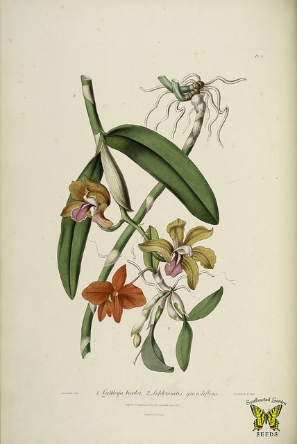 Cattleya bicolor