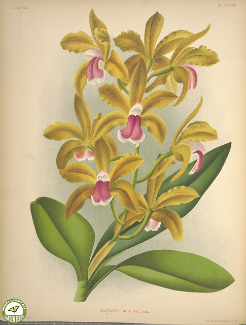 Cattleya bicolor