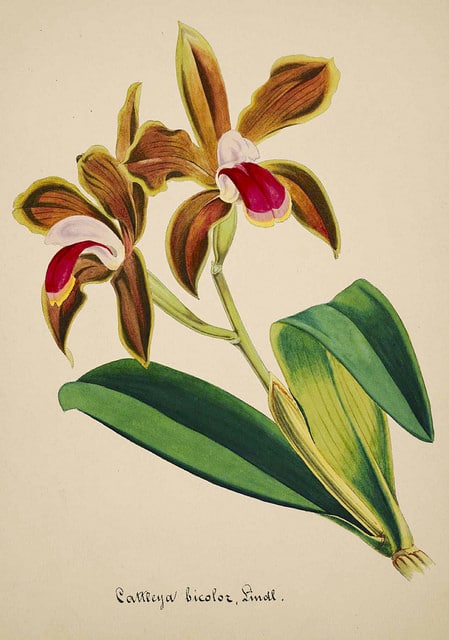 Cattleya bicolor