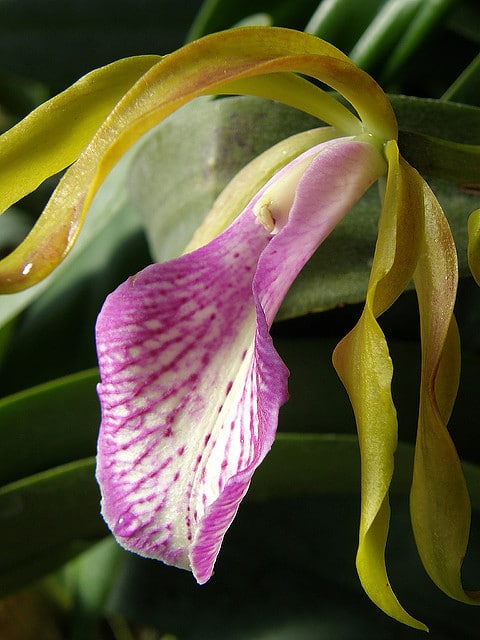 Cattleya bicolor