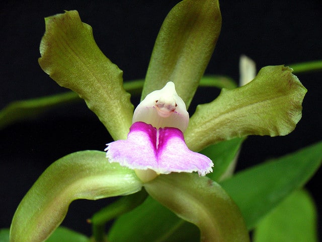 Cattleya bicolor