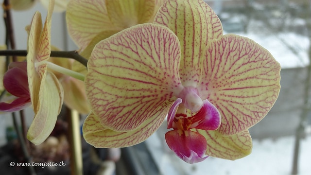 Cattleya bicolor (Cattleya bicolor)