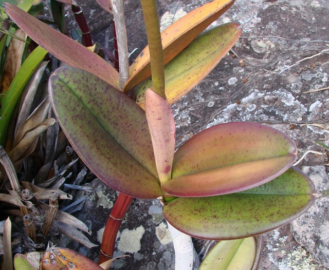 Cattleya elongata (Cattleya elongata)