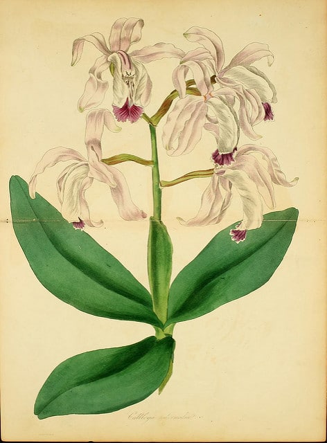 Cattleya intermedia (Cattleya intermedia)