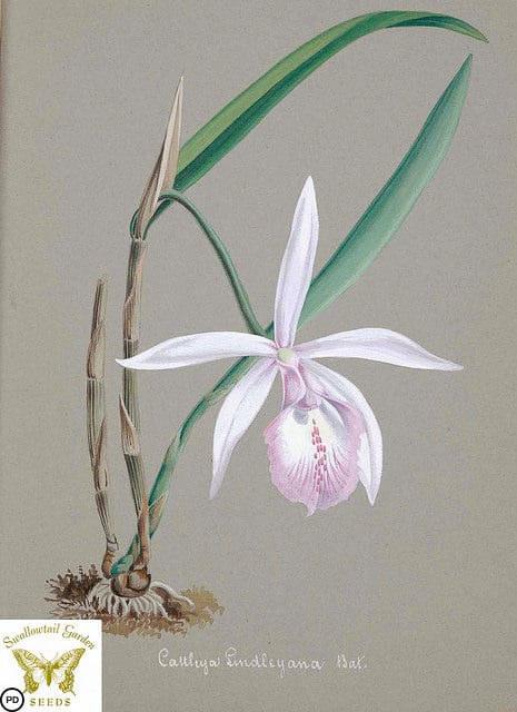 Cattleya intermedia