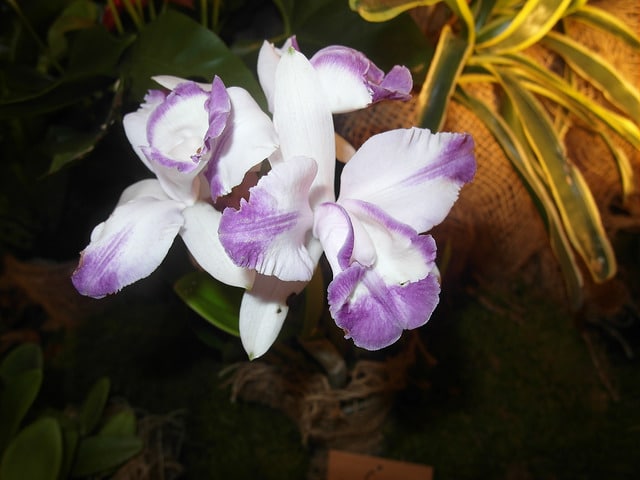 Cattleya intermedia