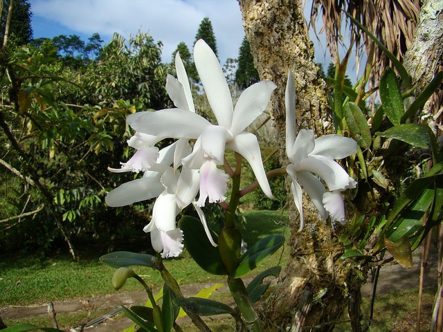 Cattleya intermedia
