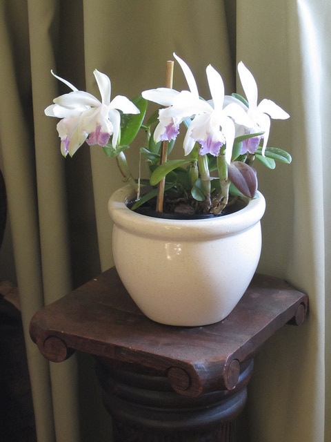 Cattleya intermedia