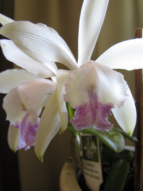 Cattleya intermedia