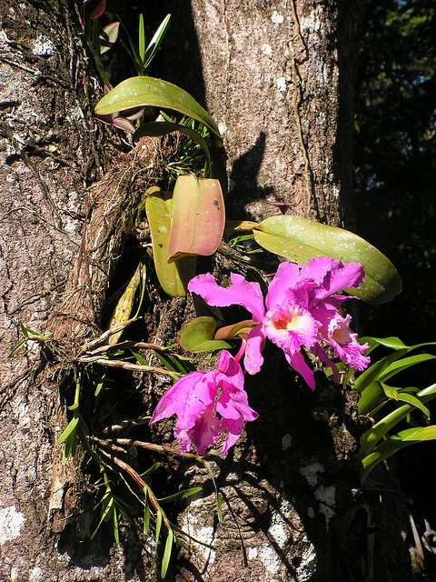 Cattleya labiata (Cattleya labiata)