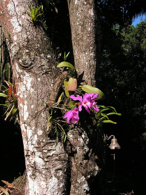 Cattleya labiata